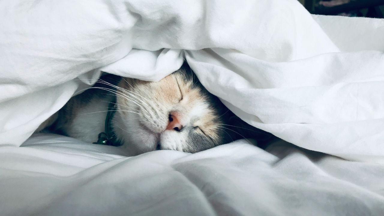 ベッドで眠る猫