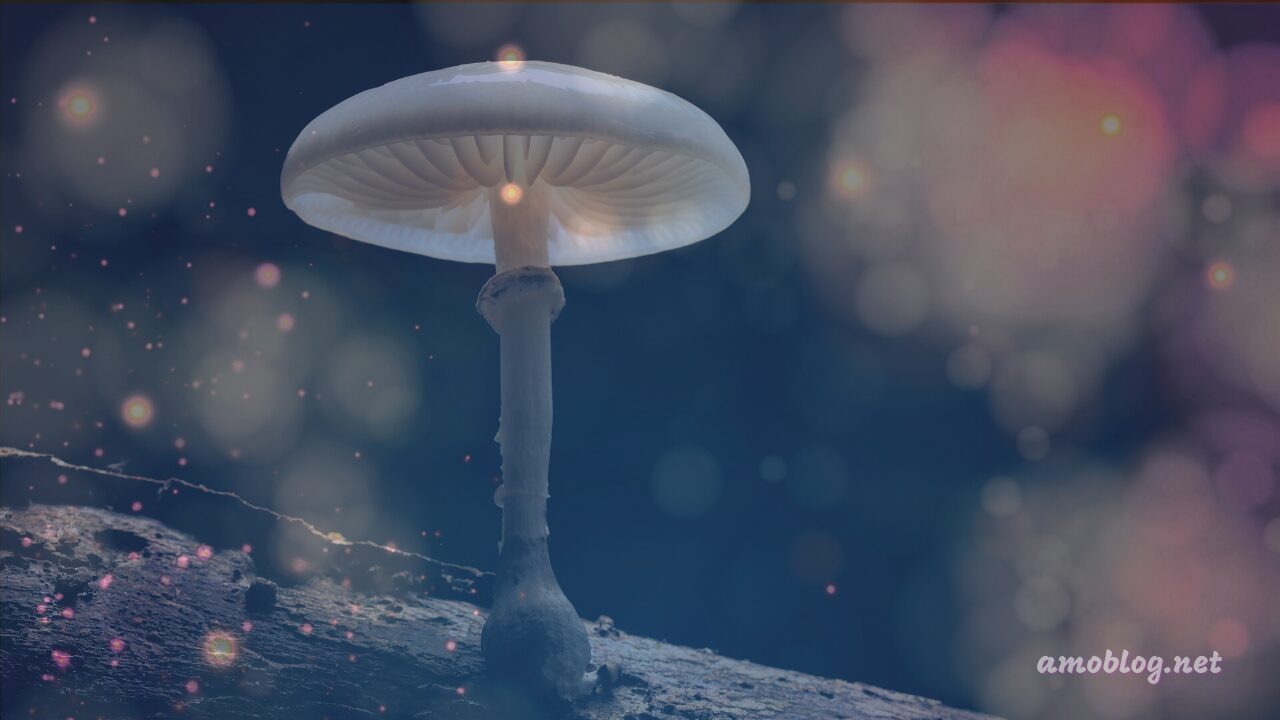 マジックマッシュルーム